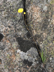 Ranunculus gramineus