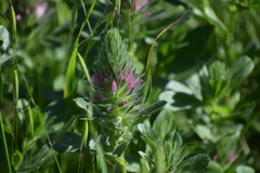 Ononis alopecuroides