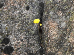 Ranunculus gramineus