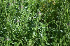 Ononis alopecuroides