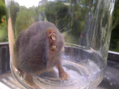 Cryptomys hottentotus