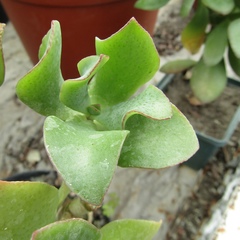 Crassula arborescens undulatifolia