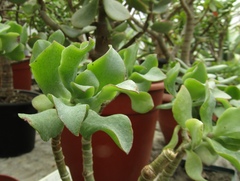 Crassula arborescens undulatifolia