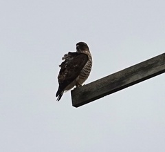 Buteo platypterus