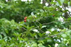 Crataegus opaca