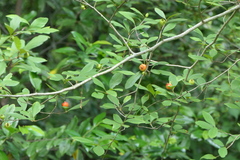 Crataegus opaca