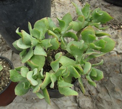 Crassula arborescens undulatifolia