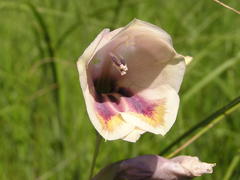 Gladiolus papilio