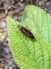 Phyllomydas parvulus