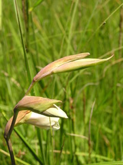 Gladiolus papilio
