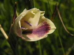 Gladiolus papilio