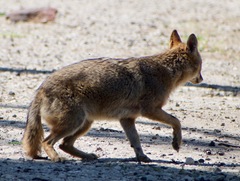 Canis aureus syriacus