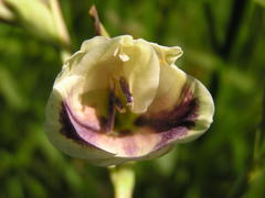 Gladiolus papilio