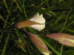 Gladiolus papilio
