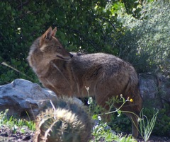 Canis aureus syriacus