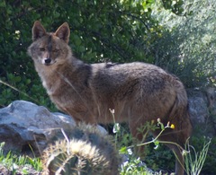 Canis aureus syriacus