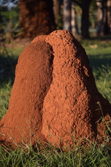 Cornitermes cumulans