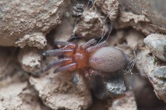 Poecilochroa poonaensis