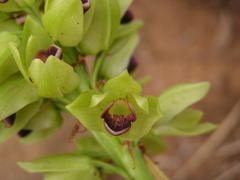 Orthochilus foliosus