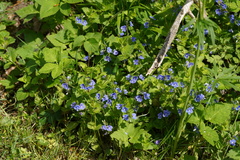 Veronica chamaedrys