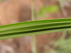 Orthochilus foliosus