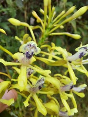 Epidendrum scytocladium