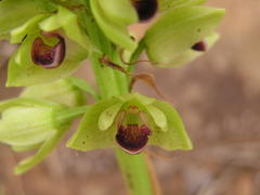 Orthochilus foliosus