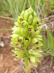 Orthochilus foliosus