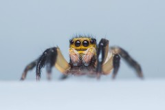 Euophrys sulphurea