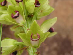 Orthochilus foliosus