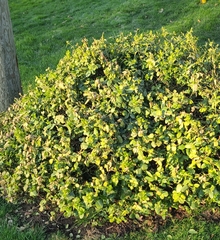 Withania begonifolia