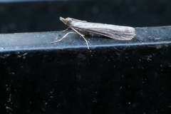 Eudonia leptalaea