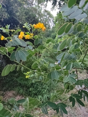 Senna surattensis