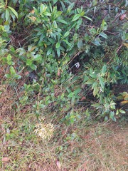 Epidendrum scytocladium