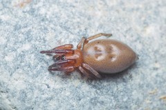 Poecilochroa poonaensis