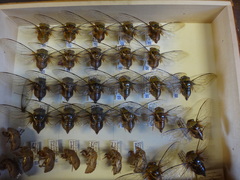 Fidicinoides determinata