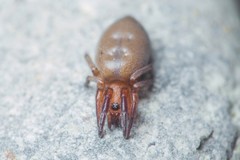 Poecilochroa poonaensis