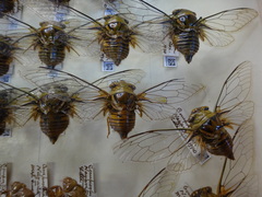 Fidicinoides determinata