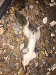 Sciurus alleni
