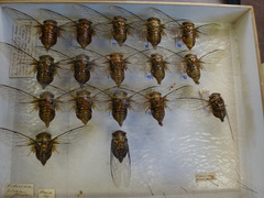 Fidicinoides picea