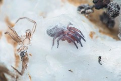 Poecilochroa poonaensis