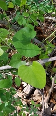 Aristolochia tomentosa