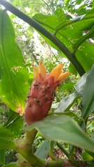 Costus barbatus