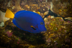 Purple Tang photo 5