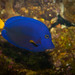 Purple Tang - Photo (c) Hubert K, some rights reserved (CC BY-NC-SA)