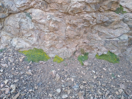 Medicago suffruticosa subsp. leiocarpa image