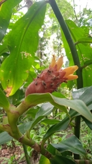 Costus barbatus