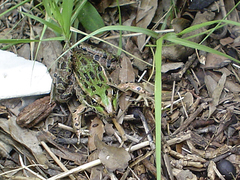 Lithobates spectabilis