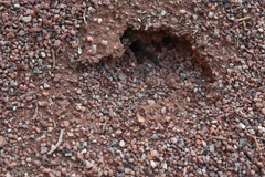 Pogonomyrmex occidentalis