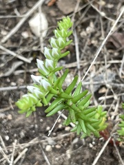 Sedum pulchellum